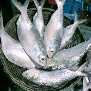 ১০ পিস ইলিশ মাছ ১০ কেজি